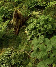 the ground is covered in green plants and trees