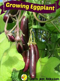 an eggplant growing in the garden with text overlay that reads growing eggplant