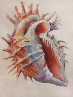 a painting of a sea shell on a piece of paper