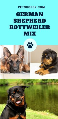 the german shepherd rotweiler mix is shown in three different pictures, including an adult dog and