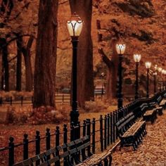 a row of park benches sitting next to each other on a sidewalk covered in leaves