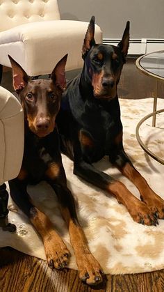 two doberman dogs sitting on a rug in front of a white chair and ottoman