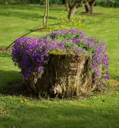 purple flowers growing out of the bark of a tree stump in a park area with green grass and trees