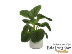 a potted plant with large green leaves in it's white ceramic container on a white background