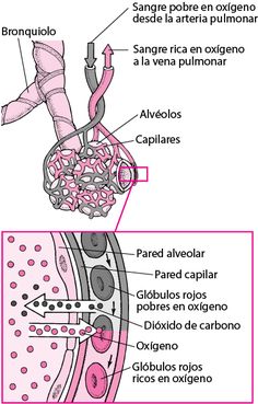 an image of the inside of a human body with labels on its parts and labeled in spanish