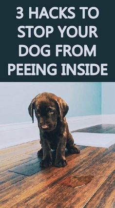 a brown dog sitting on top of a wooden floor with the words 3 hacks to stop your dog from peeing inside