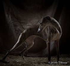 a greyhound dog standing in front of a dark background with hay on the ground and looking up