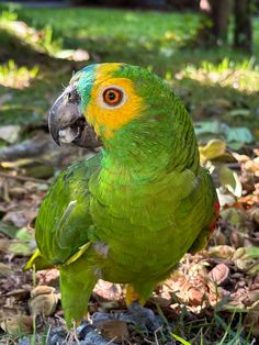 a green and yellow parrot is standing on the ground with its head turned to the side