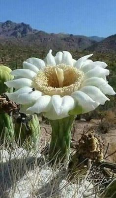 a large white flower sitting in the middle of a desert