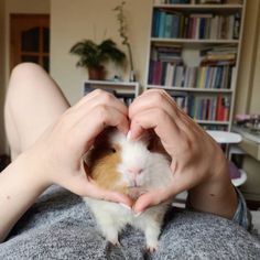 a person holding a hamster in their hands while sitting on a couch with bookshelves behind them