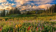 the sun is setting over a mountain with wildflowers and trees in front of it