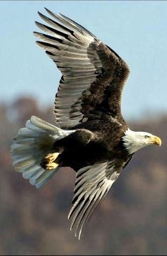 an eagle flying in the air with its wings spread out and it's talon extended