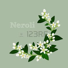 the letter o with white flowers and green leaves on a light green background, which reads neroli