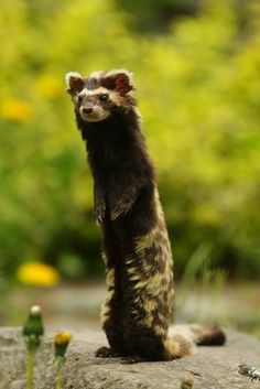 a small animal standing on top of a rock next to some grass and yellow flowers