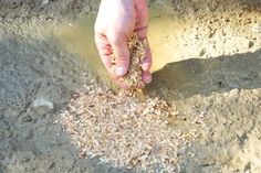 a person holding something in their hand over some dirt and sand on top of the ground