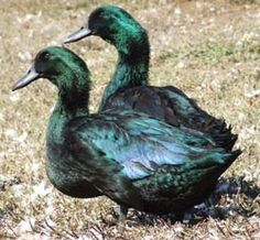 two ducks standing in the grass near each other