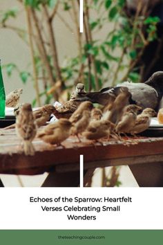 several birds are sitting on a table and eating