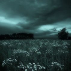 the sky is dark and cloudy over a field with wildflowers in bloom on it