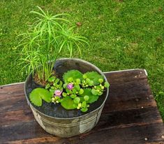 a potted plant sitting on top of a wooden table with water lilies in it