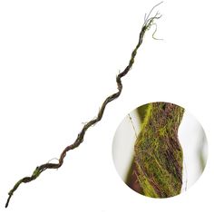 a close up of a tree branch with moss growing on it's side and an image of a stick