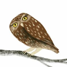 an owl sitting on top of a tree branch with yellow eyes and brown body,