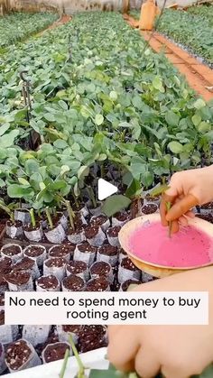 a person holding a pink plate in front of some plants with words written on it