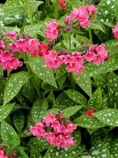 pink flowers are blooming in the green leaves and on the plant is water droplets