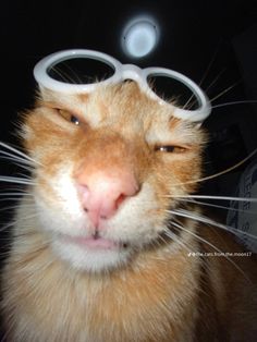 an orange and white cat wearing goggles on it's head in the dark