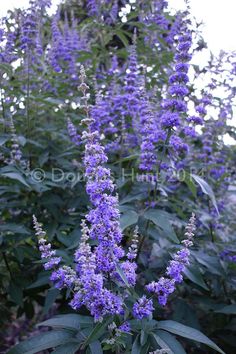 purple flowers are blooming in the garden