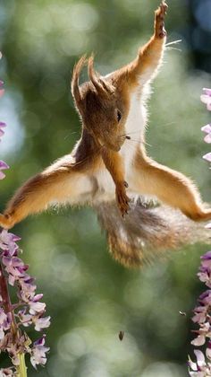 a squirrel is flying through the air with its paws in the air and it's tail