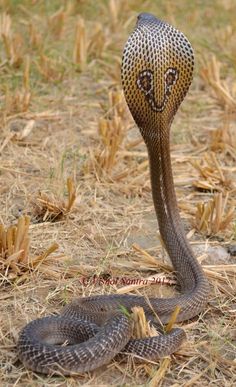 a snake with its mouth open on the ground