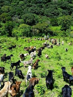 a large herd of goats and horses grazing in the grass on a hill side with trees behind them