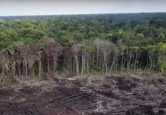 a forest filled with lots of trees next to a forest covered in dead grass and dirt