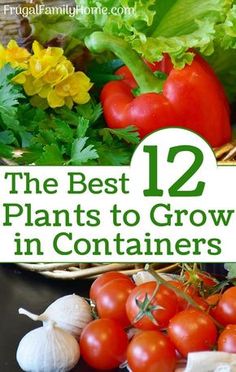 the best 12 plants to grow in containers