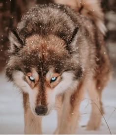 a wolf with blue eyes walking in the snow