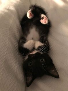 a black and white cat laying on it's back with its paws in the air