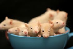 five white mice in a blue bowl on a black background, all looking at the camera