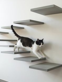 a black and white cat standing on top of a set of gray shelves next to a wall