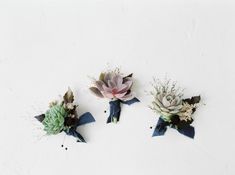 three succulents and other flowers are arranged on a white surface with black florets