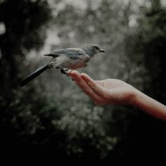 a small bird perched on top of a person's hand