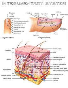 an image of the anatomy of the human body and its major structures, including hair