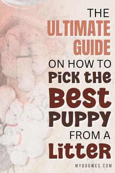 the ultimate guide on how to pick the best puppy from a litter box