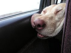 a dog sleeping in the back seat of a car with its head out the window