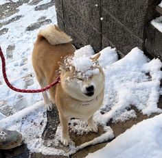 a dog is standing on the sidewalk in the snow with its leash attached to it's head