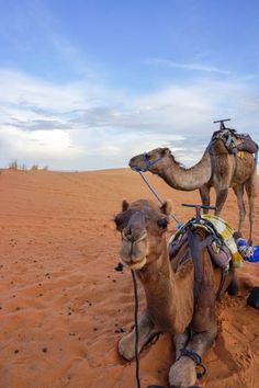 two camels are sitting in the desert with their saddles down and one is wearing a blanket