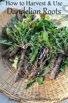 a wicker basket filled with lots of different types of root vegetables and the words how to harvest & use dandelion roots