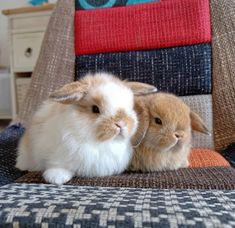 two brown and white rabbits sitting on top of a chair next to eachother