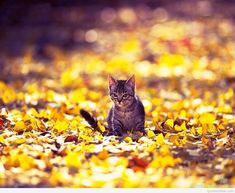 a small kitten sitting in the middle of leaves