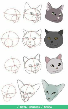 how to draw cats'heads step by step instructions for beginners and advanced students