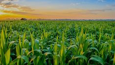 the sun is setting over a large field of green grass with tall, thin stalks in the foreground